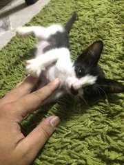 Five Little Kitten - Domestic Short Hair Cat