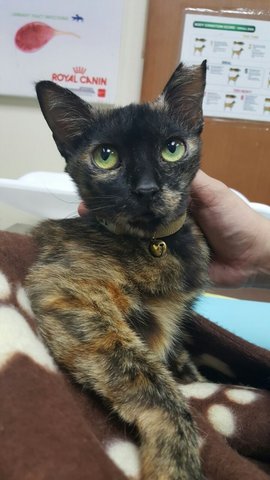 Luna  - Tortoiseshell Cat