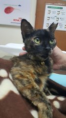 Luna  - Tortoiseshell Cat