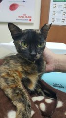 Luna  - Tortoiseshell Cat