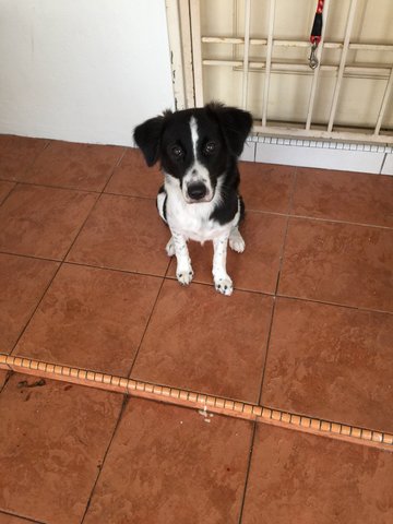 Jewel - Border Collie Mix Dog