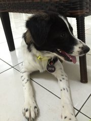 Jewel - Border Collie Mix Dog