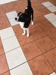 Jewel - Border Collie Mix Dog