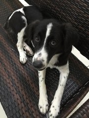 Jewel - Border Collie Mix Dog