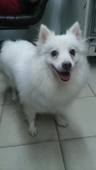 Bai Bai - Spitz Dog