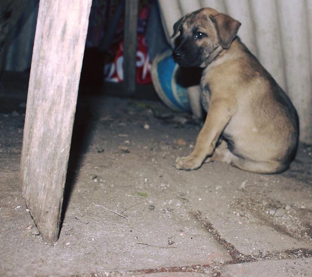 Puppiess - Mixed Breed Dog