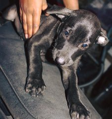 Puppiess - Mixed Breed Dog