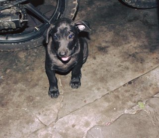 Puppiess - Mixed Breed Dog