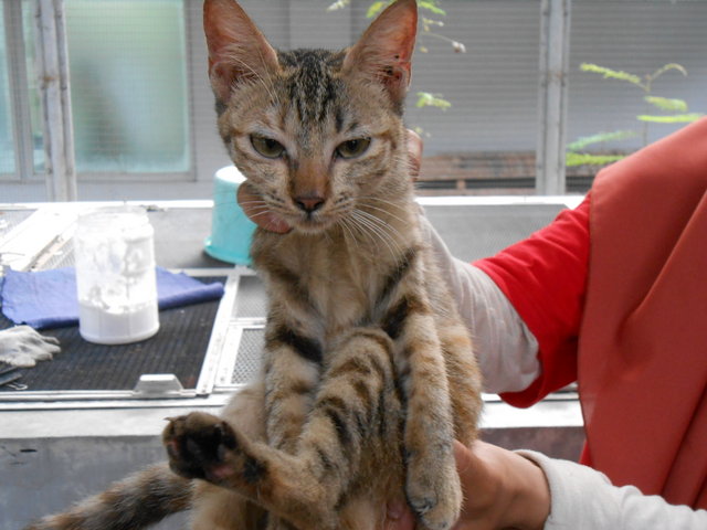 Pokpok - Domestic Short Hair Cat