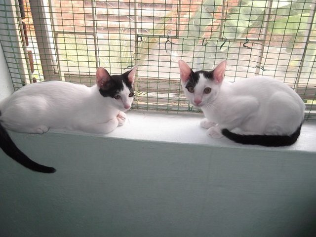 Paco And Taco - Domestic Short Hair Cat