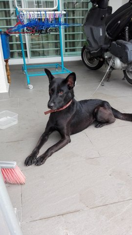 Blackie (Temp Name) - Mixed Breed Dog