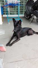 Blackie (Temp Name) - Mixed Breed Dog