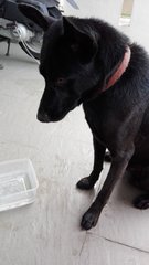 Blackie (Temp Name) - Mixed Breed Dog