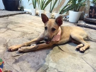 I am Lucky, Female , 6 months 