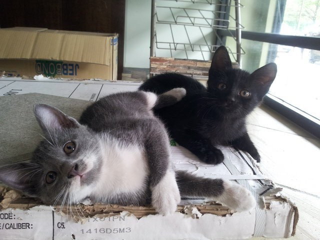 Midnight &amp; Misty - Domestic Short Hair Cat