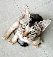 Tumbles - Tabby + Domestic Short Hair Cat