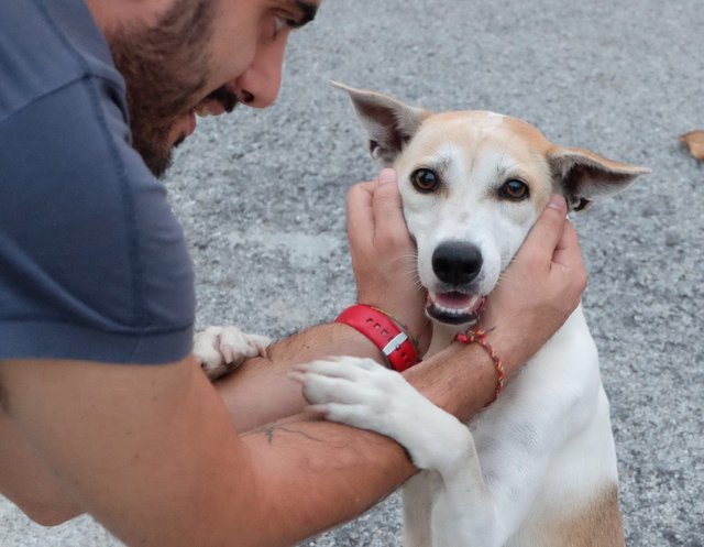 Princess Leia  - Jack Russell Terrier Mix Dog