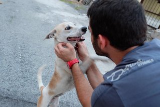 Princess Leia  - Jack Russell Terrier Mix Dog