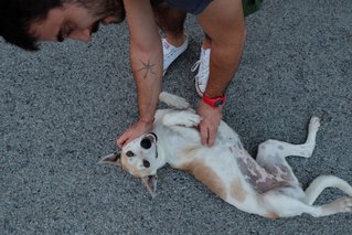 Princess Leia  - Jack Russell Terrier Mix Dog