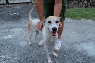 Princess Leia  - Jack Russell Terrier Mix Dog