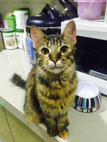 Sissy シシ (Cc) - Domestic Medium Hair Cat