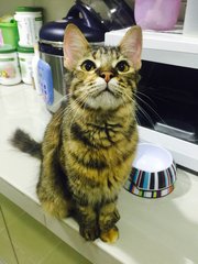 Sissy シシ (Cc) - Domestic Medium Hair Cat