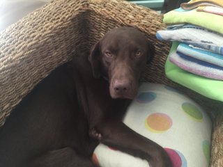 Chocolat - Labrador Retriever Dog