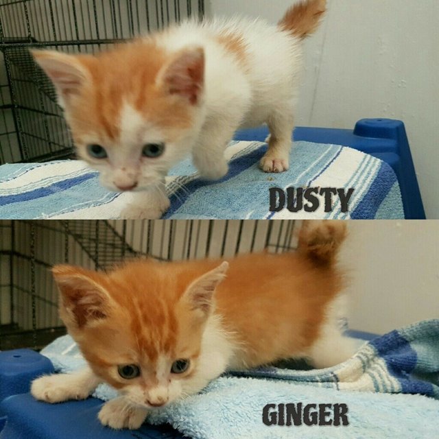 Dusty &amp; Ginger - Domestic Medium Hair Cat