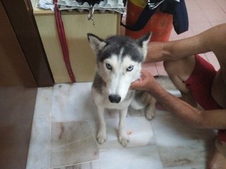 Julie - Husky Dog