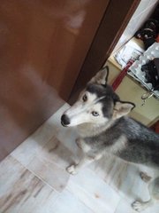 Julie - Husky Dog