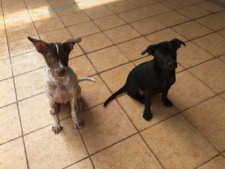 Hunter - Pointer Mix Dog