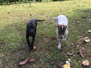 Hunter - Pointer Mix Dog