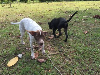 Hunter - Pointer Mix Dog