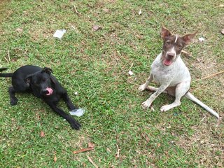 Hunter - Pointer Mix Dog