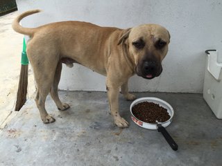 Brunno - Boxer Mix Dog