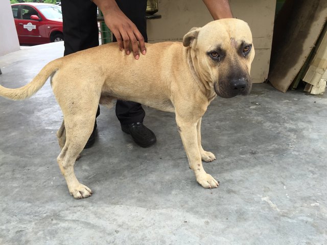 Brunno - Boxer Mix Dog