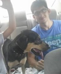 Kujo  - Mixed Breed Dog