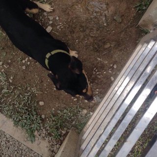 Kujo  - Mixed Breed Dog