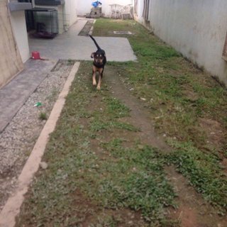 Kujo  - Mixed Breed Dog