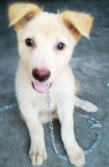 Goli - Golden Retriever Mix Dog