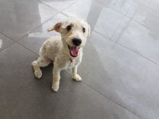 Momo - Poodle + Terrier Dog