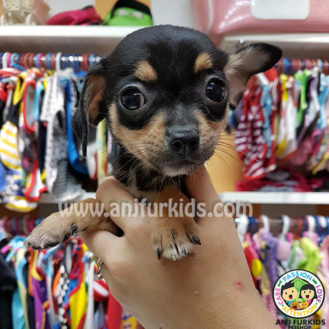 Quality Smooth Coat Chihuahua Pups - Chihuahua Dog