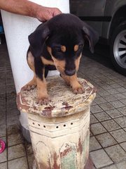 Rocky - Mixed Breed Dog