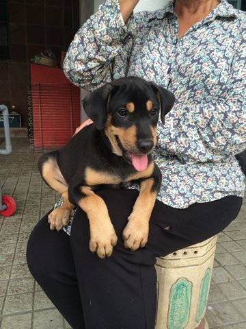 Rocky - Mixed Breed Dog