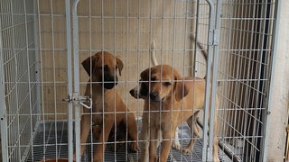 Construction Puppies - Mixed Breed Dog