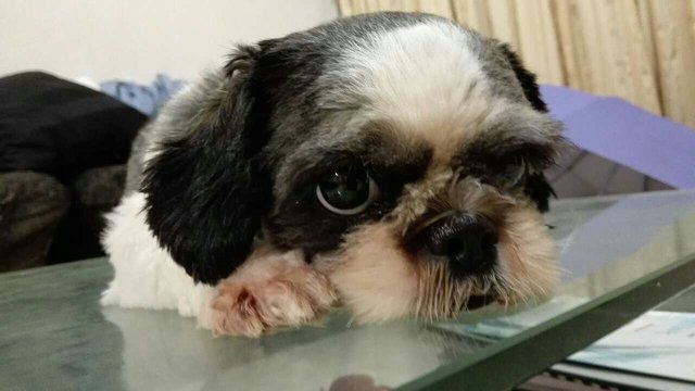 Panda - Shih Tzu Dog