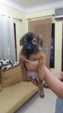 Romeol - Mixed Breed Dog