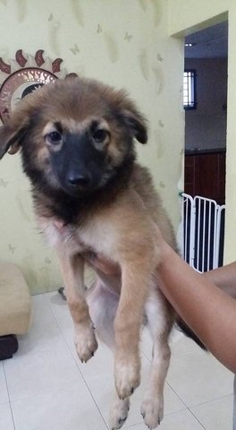 Jessel - Mixed Breed Dog