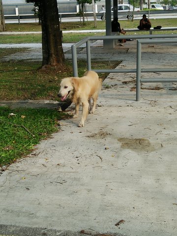 Coco - Golden Retriever Dog