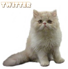 Twitter (Flat Face Persian) - Persian Cat